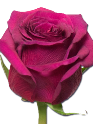 <b>Название: </b>Фотhия 1, 
<b>Добавил:<b> webcom27<br>Размеры: 1200x1200, 
942.9 К5